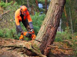 Reliable Dundee, OR Tree Care Solutions