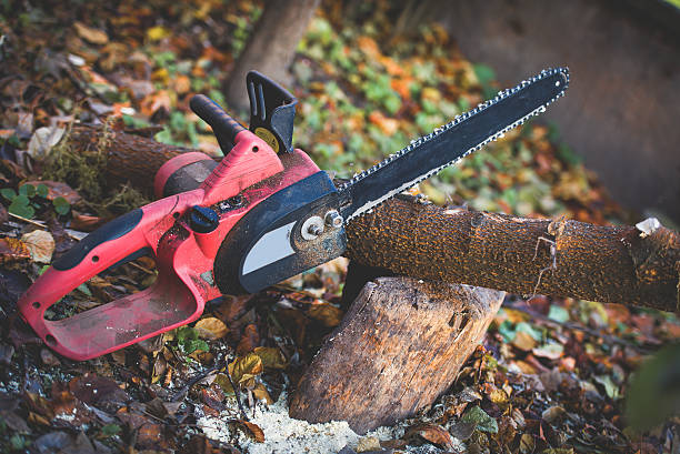 Leaf Removal in Dundee, OR